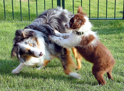Murphy< Chiqita x Biscuit: AB